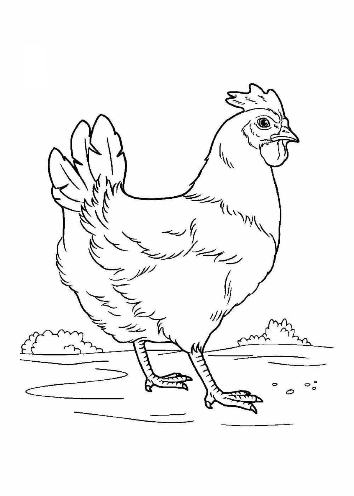 Coloring page feathered domestic animals and birds