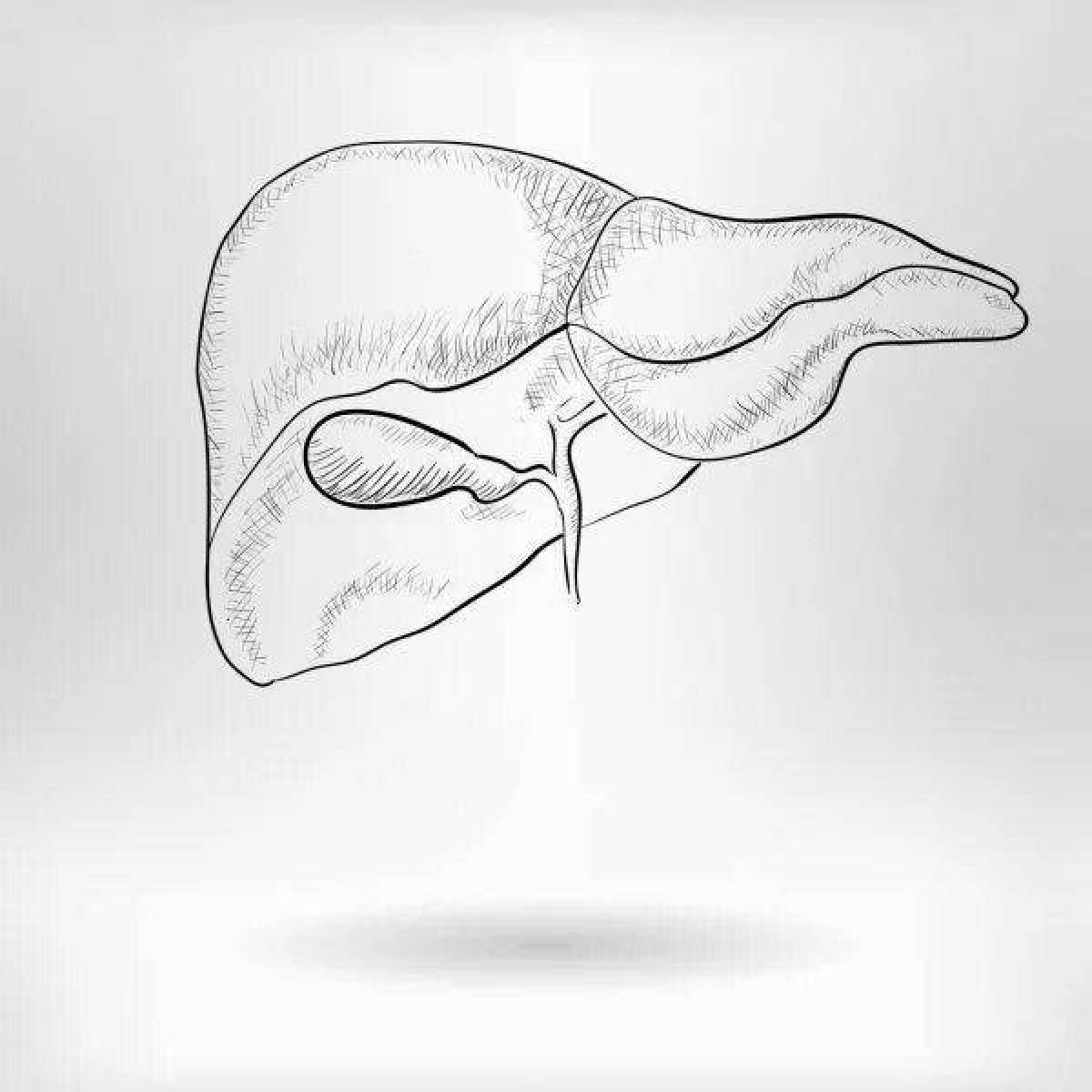 Печень человека рисунок