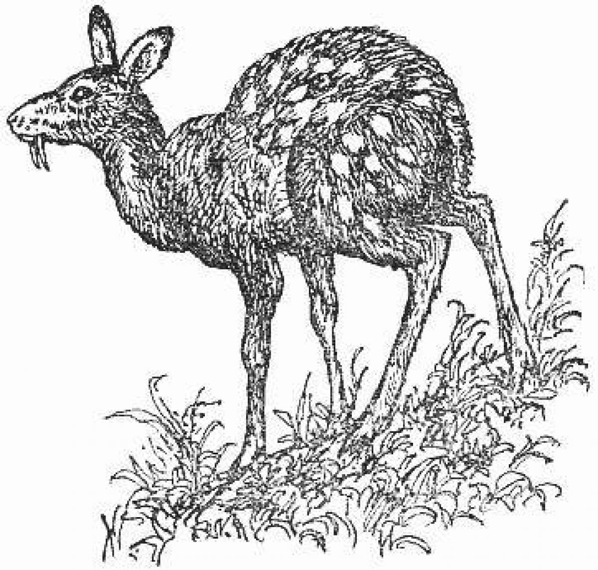 Кабарга животное рисунок