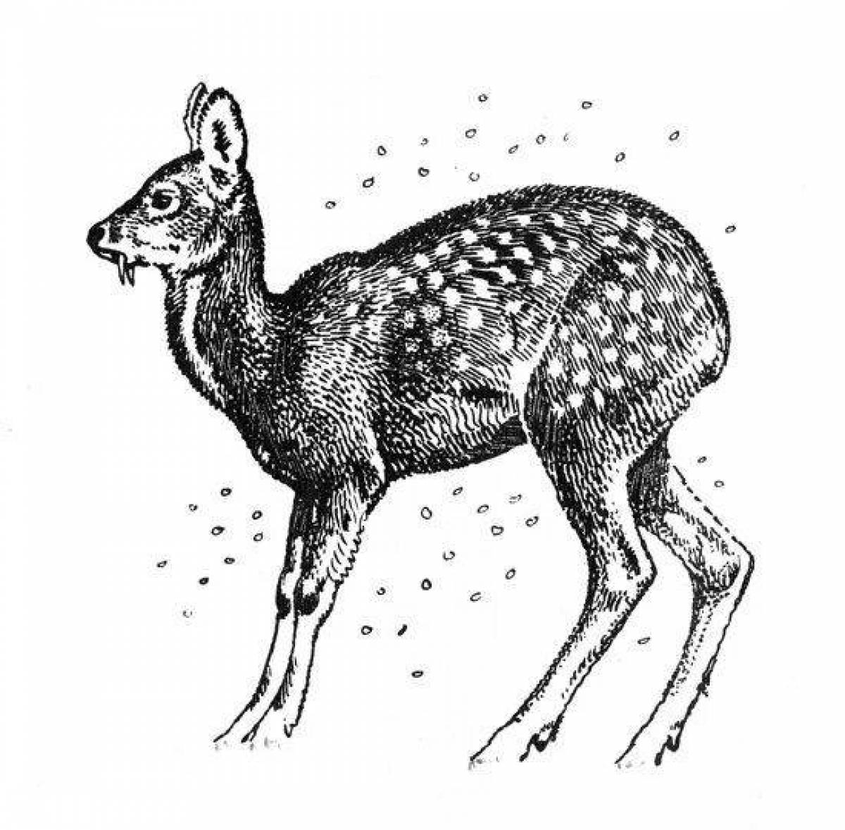 Кабарга животное рисунок
