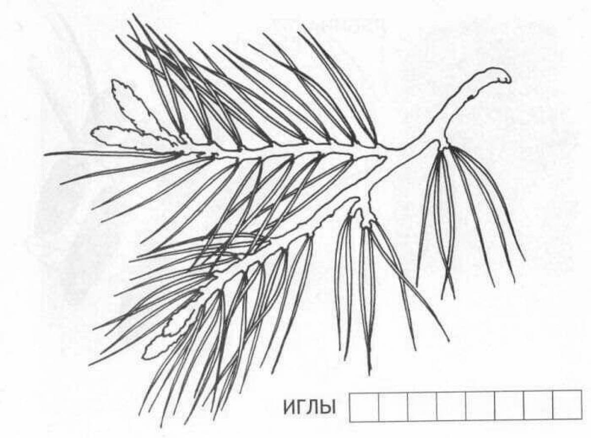 Ветка хвои рисунок. Хвоинки сосны раскраска. Ветка сосны раскраска для детей. Сосновая ветка раскраска для детей. Хвоя раскраска для детей.