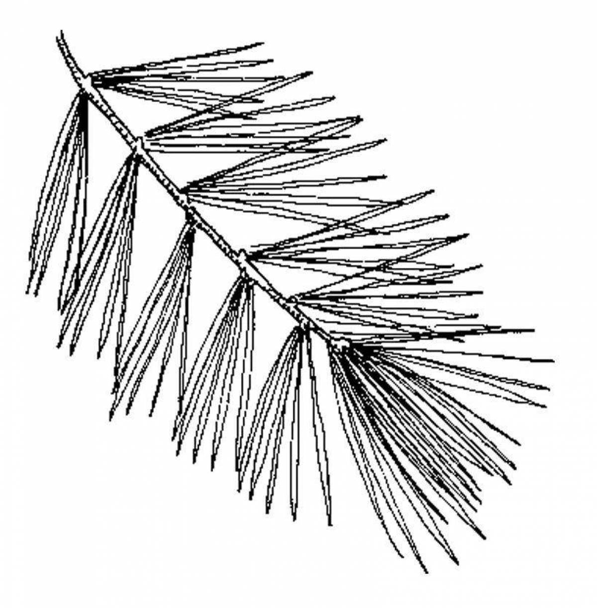 Карандаш ветка. Ветка сосны раскраска. Рисование Еловая веточка. Ветка сосны раскраска для детей. Рисование веточки сосны.