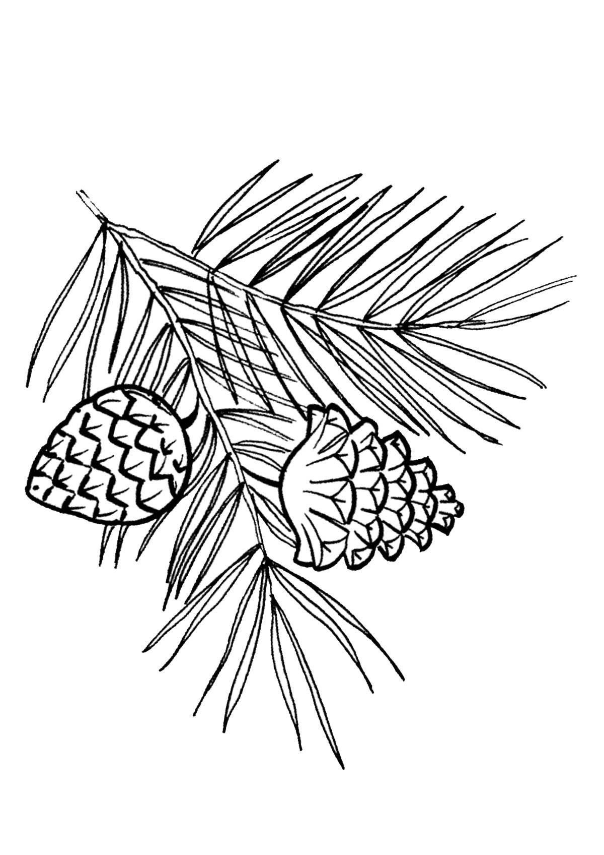 Amazing spruce branch coloring page