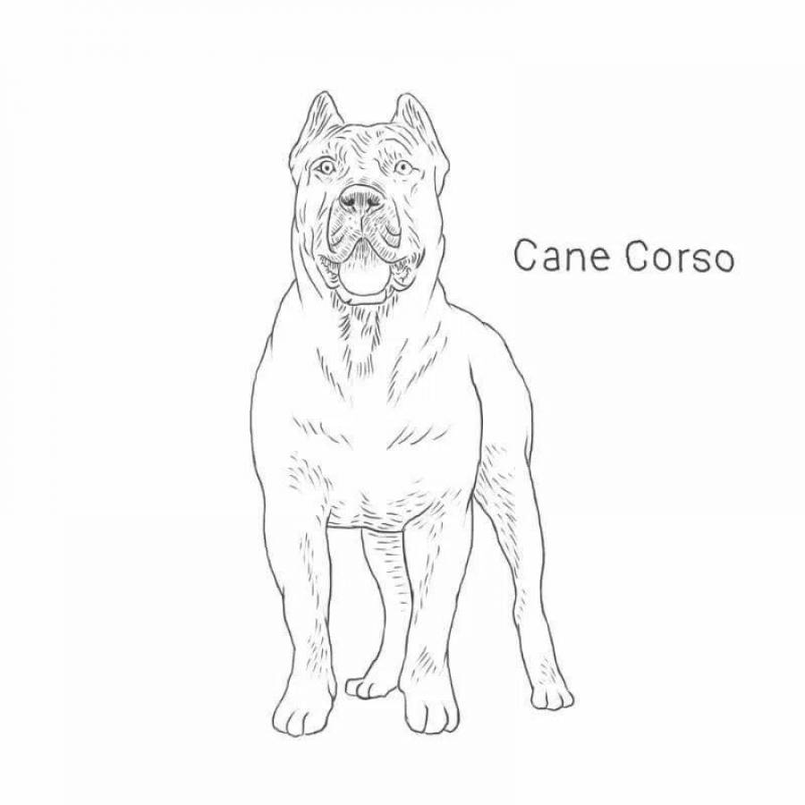 Рисунки собаки породы Кане Корсо