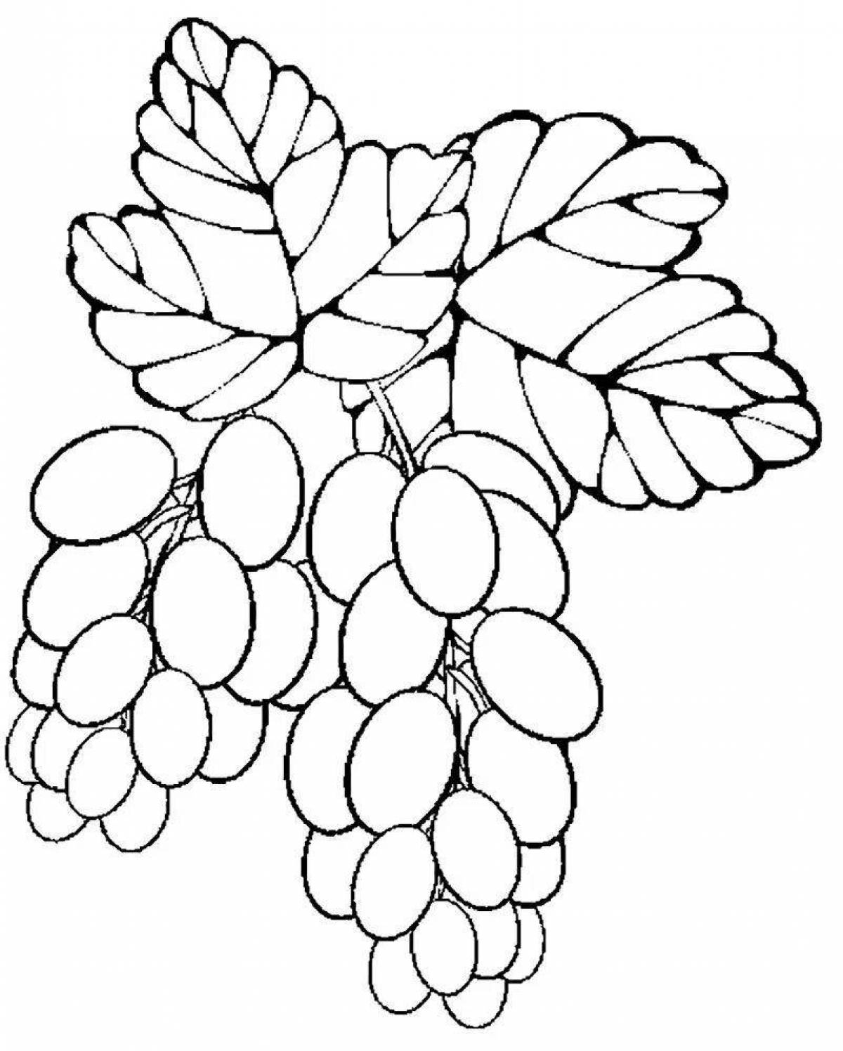 Фото Раскраска богатая гроздь винограда