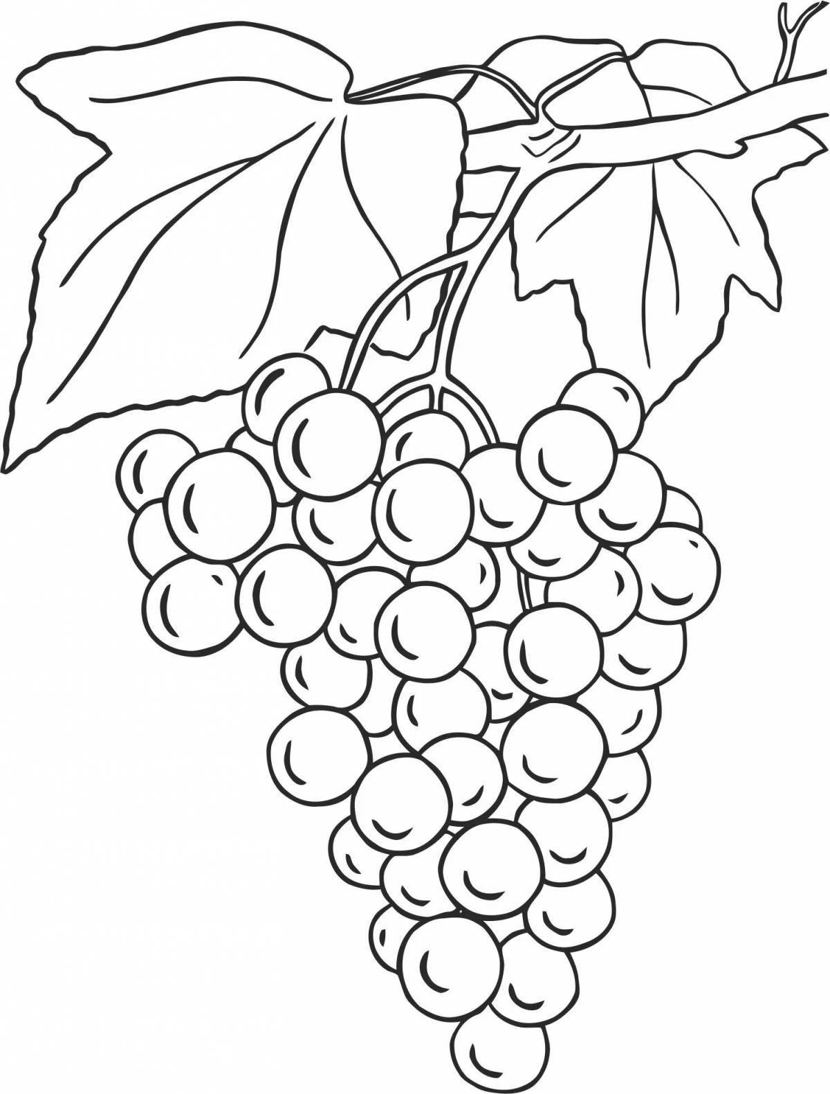 Фото Раскраска красочная гроздь винограда