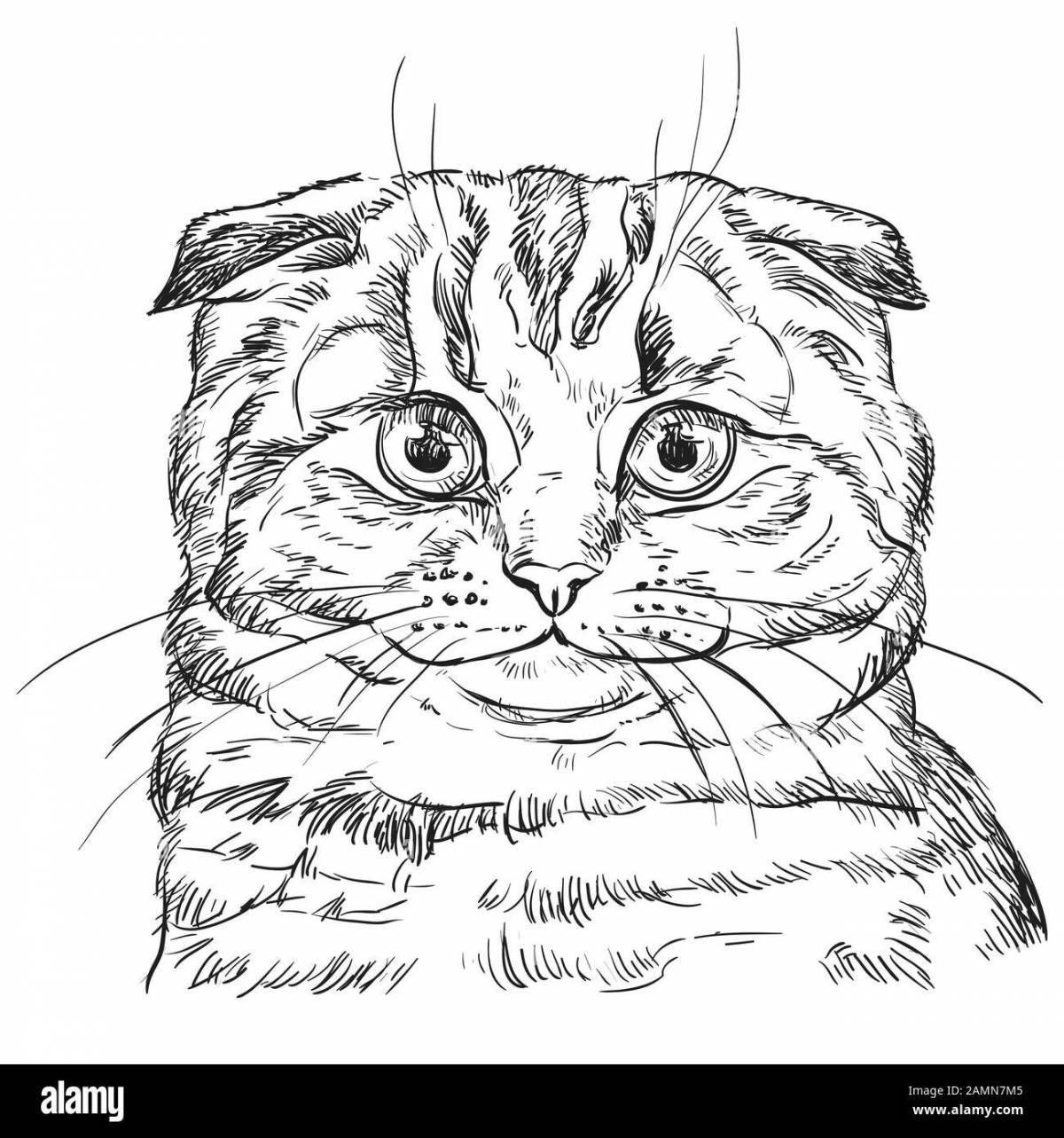 Фото Живая шотландская вислоухая кошка раскраска