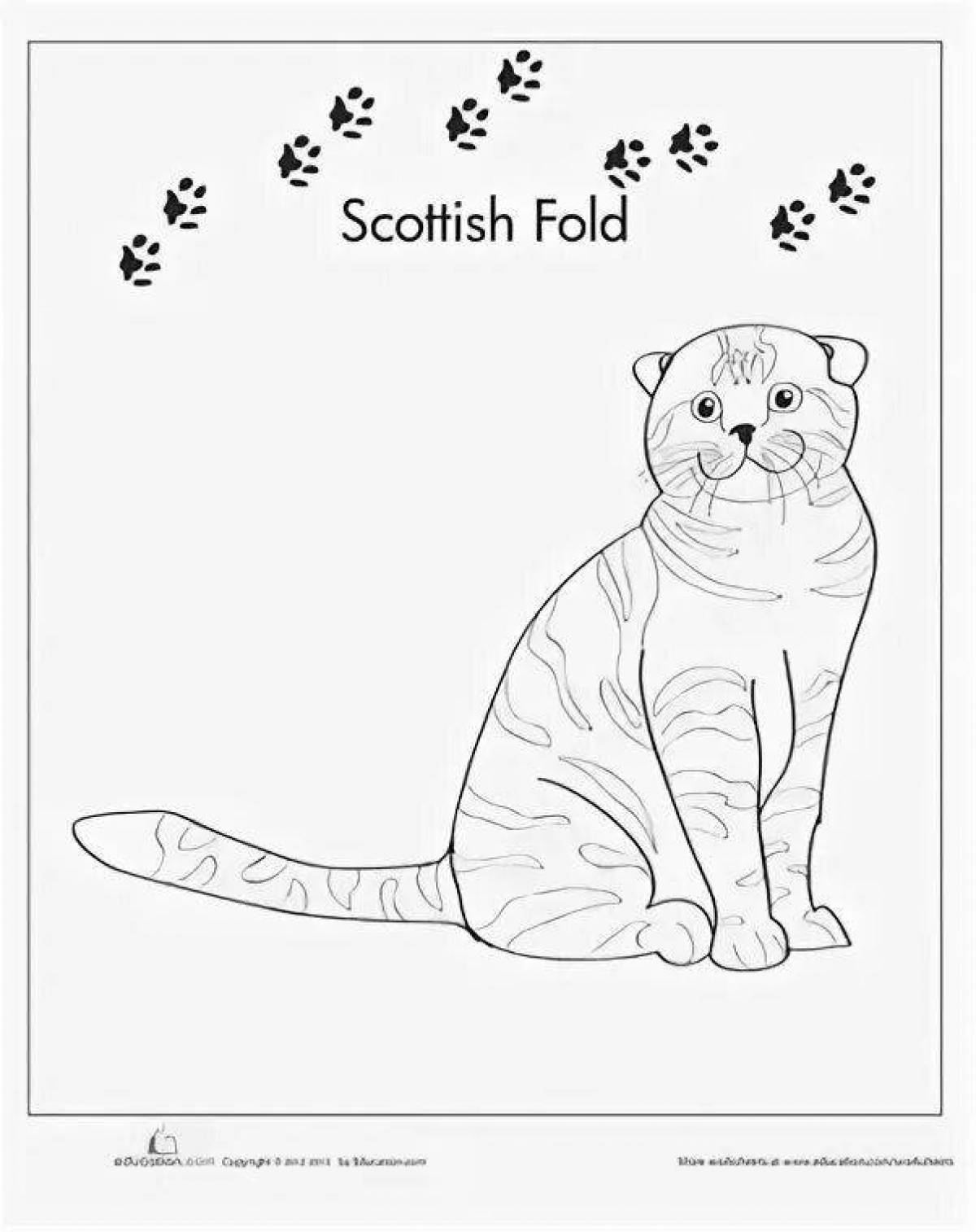 Фото Раскраска веселая шотландская вислоухая кошка