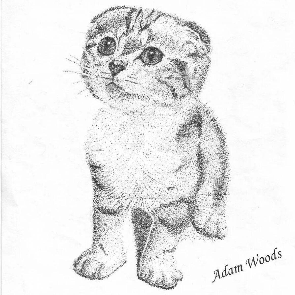 Фото Раскраска дружелюбный шотландский вислоухий кот