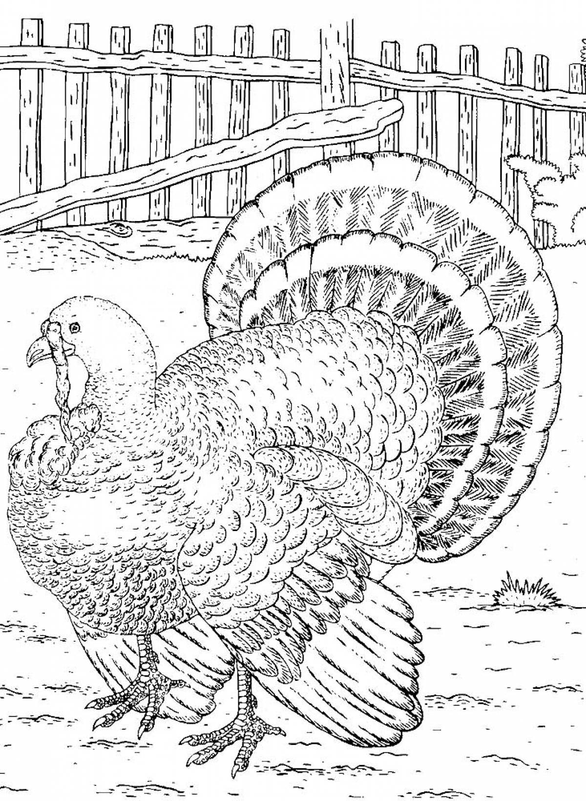 Индюк цветная схема 1 класс. Индюк раскраска. Индюк раскраска для детей. Индюк рисунок карандашом. Картинки для раскрашивания индюк