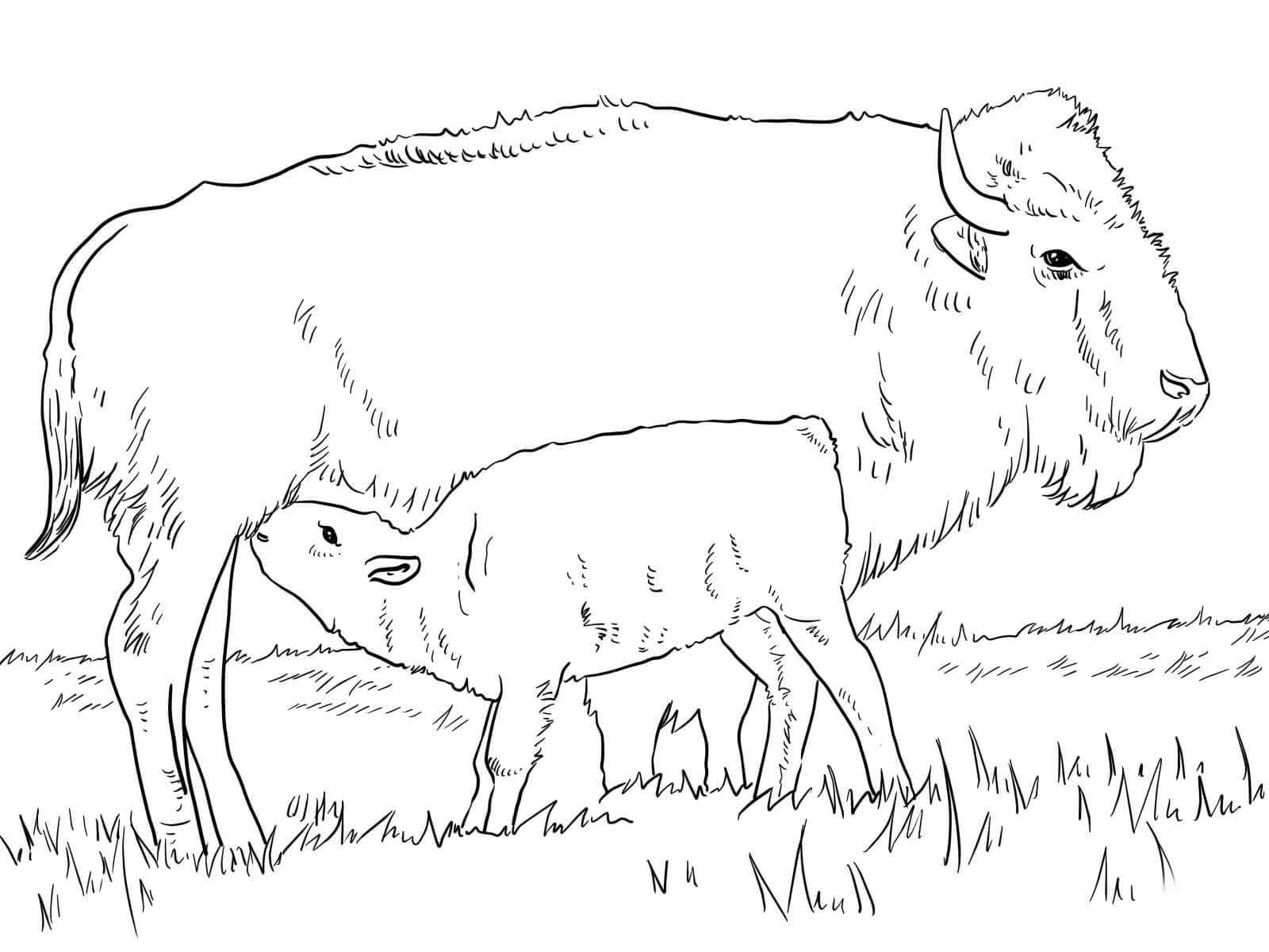 Photo Bison with a child