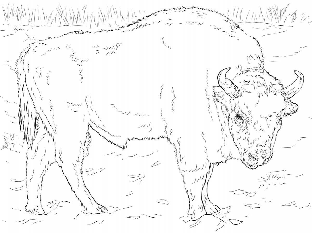 Photo Bison coloring page