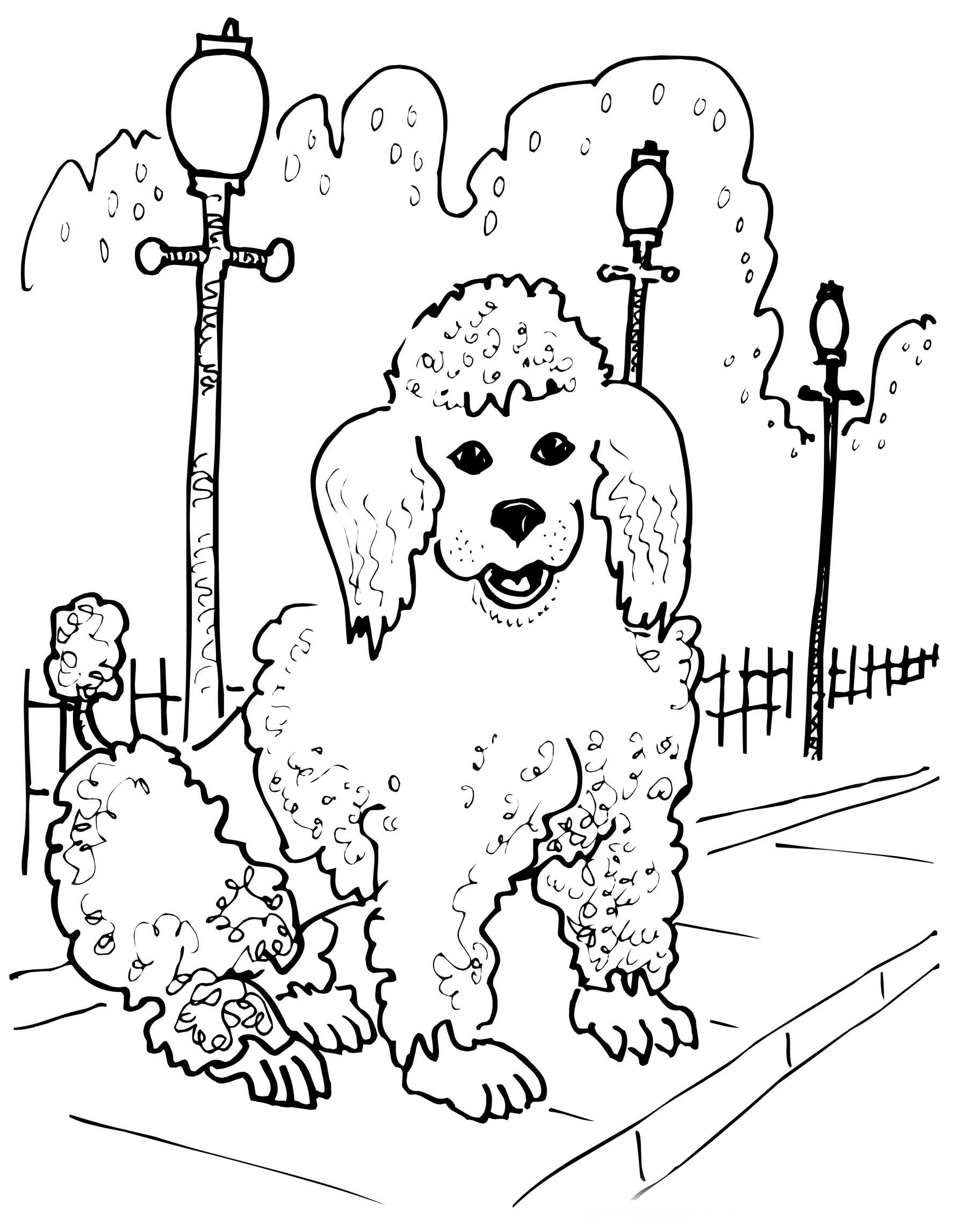 Photo Poodle on the street