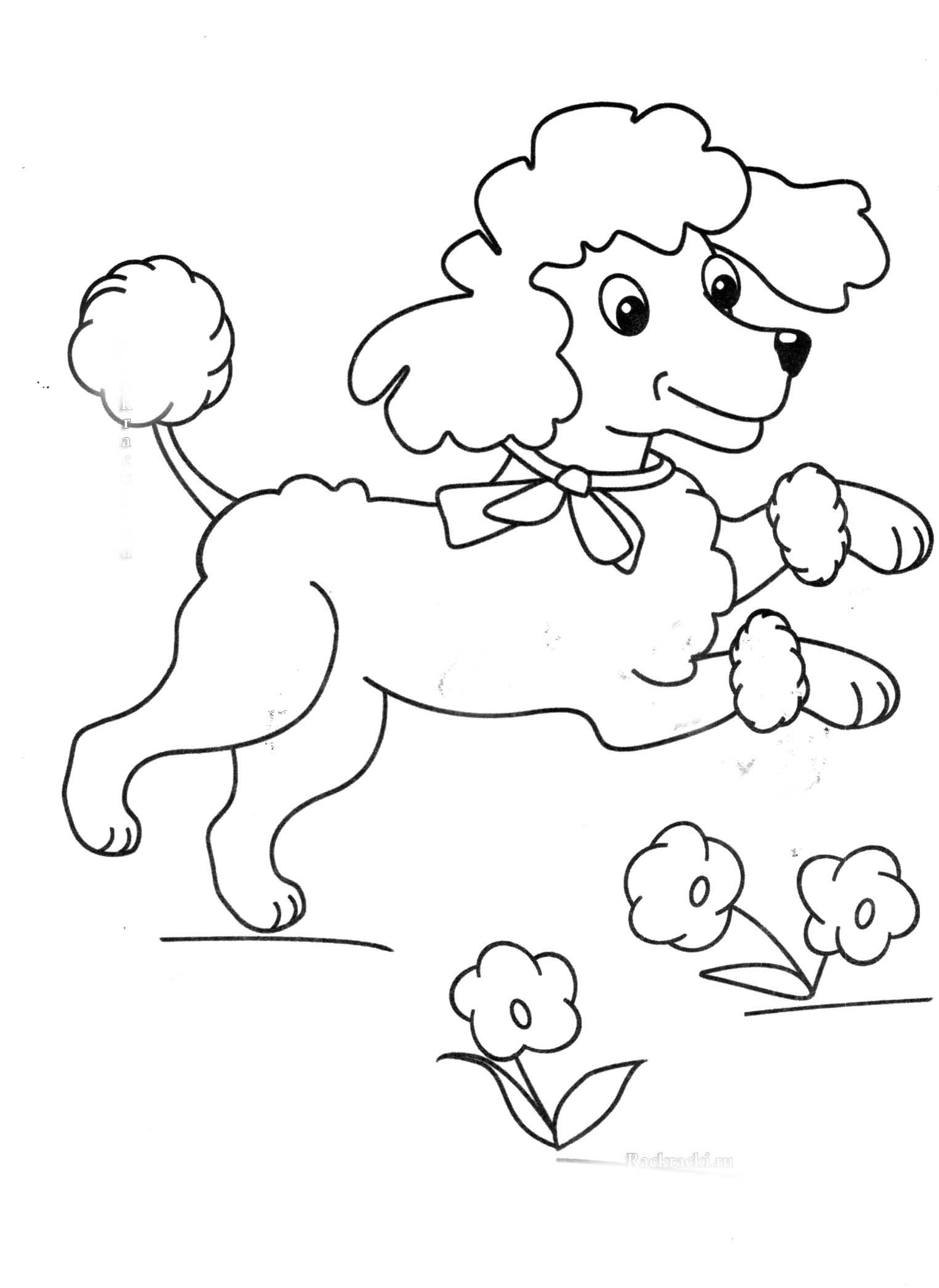 Photo Poodle with flowers