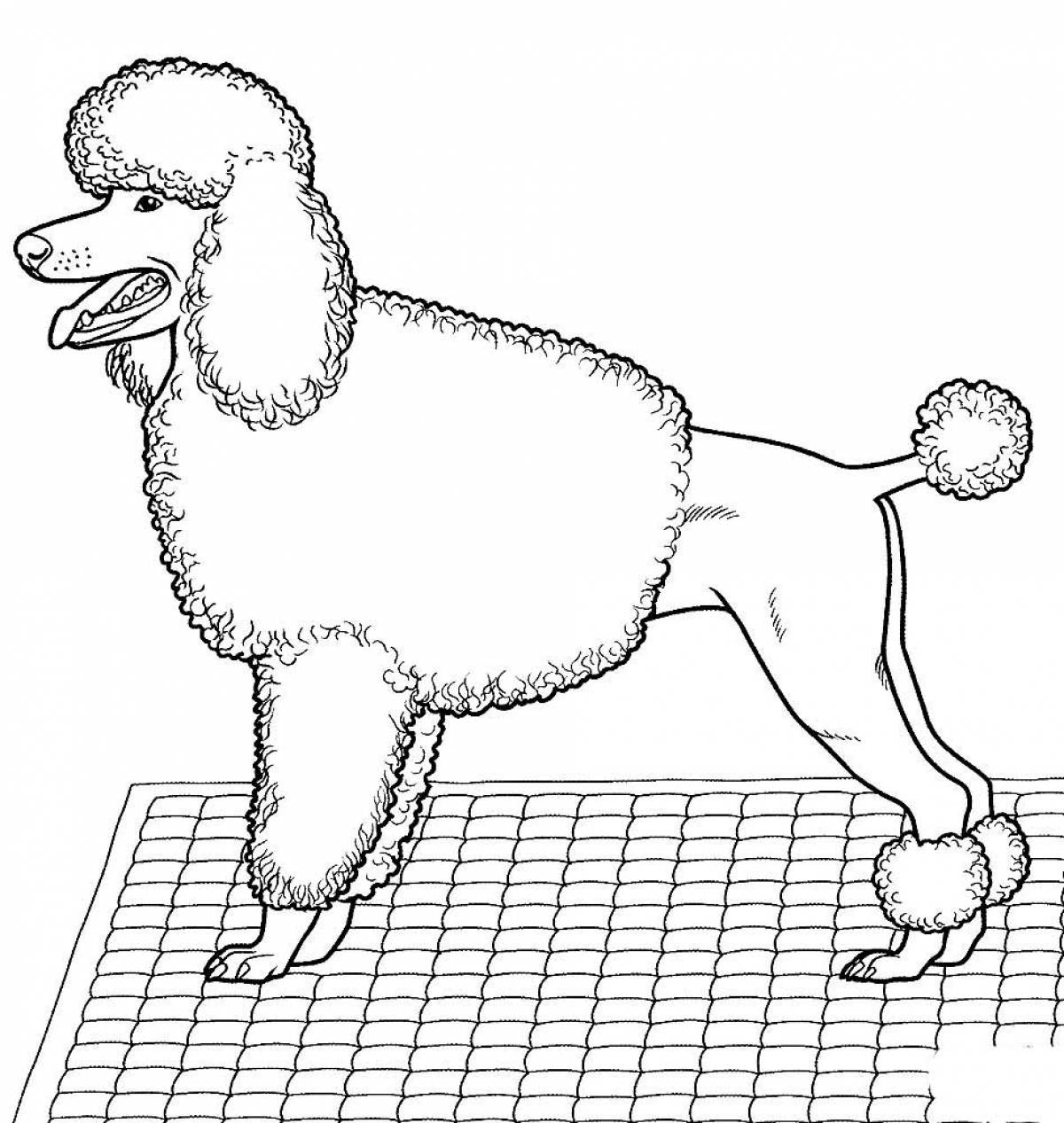 Photo Poodle on the mat