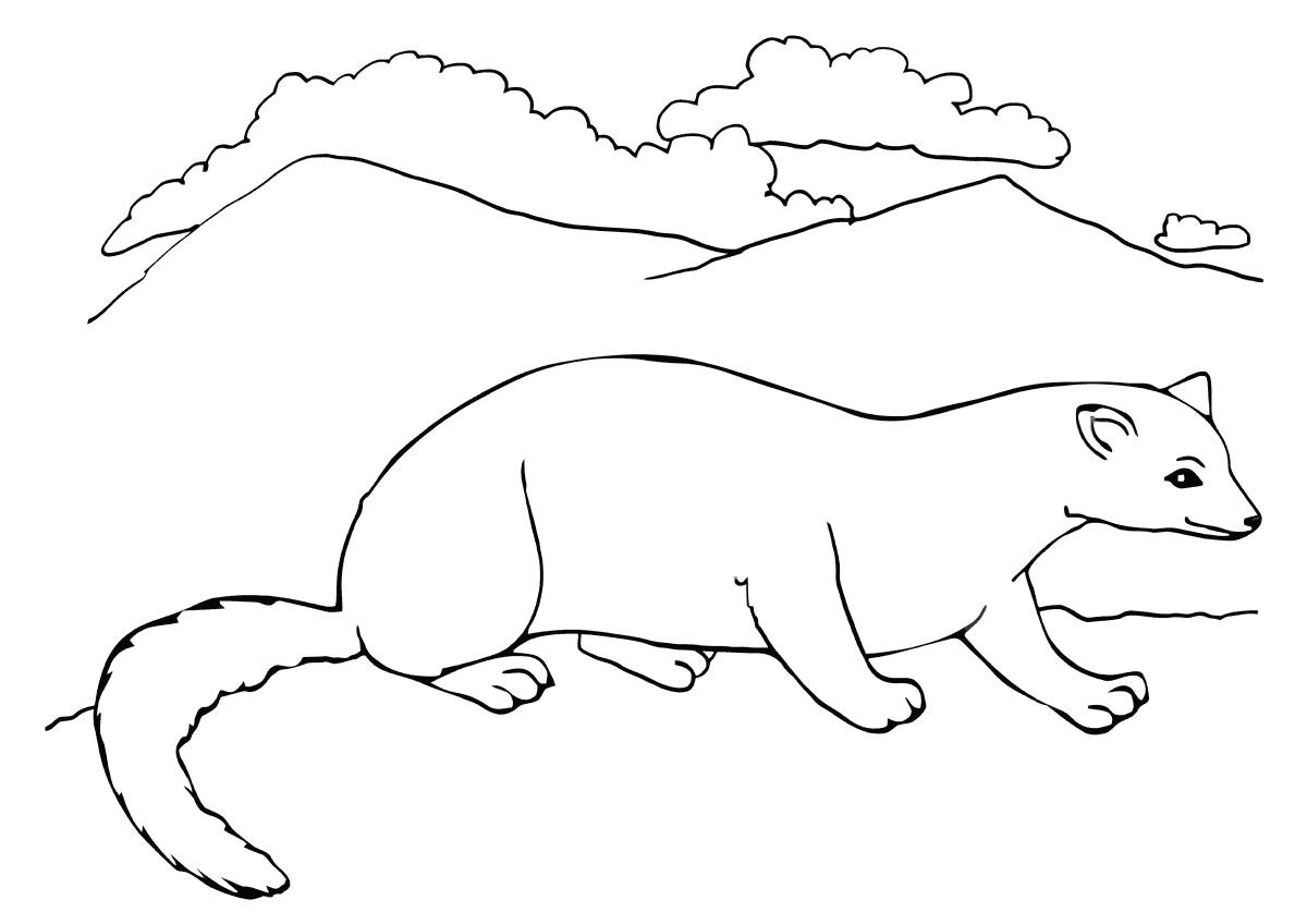 Sable coloring page