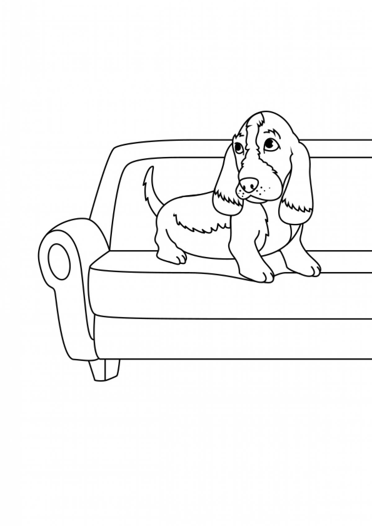 Dachshund on the couch