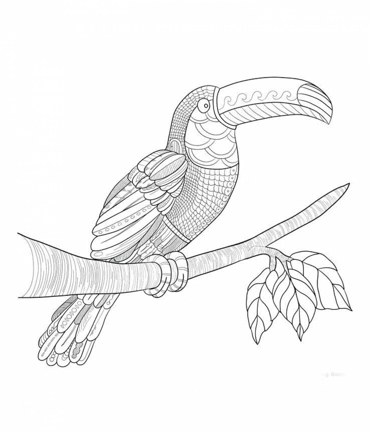 Toucan drawing