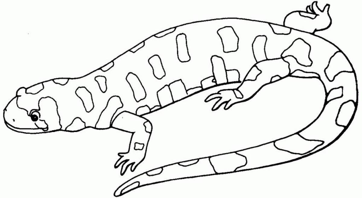 Salamander coloring page