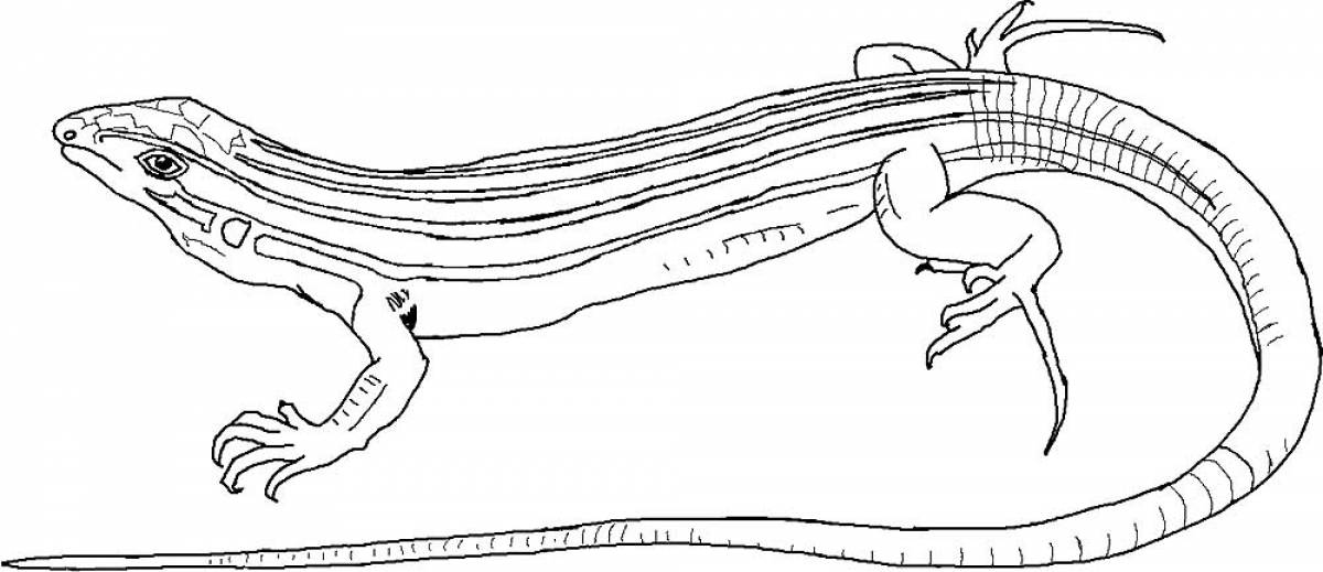 Long tail lizard