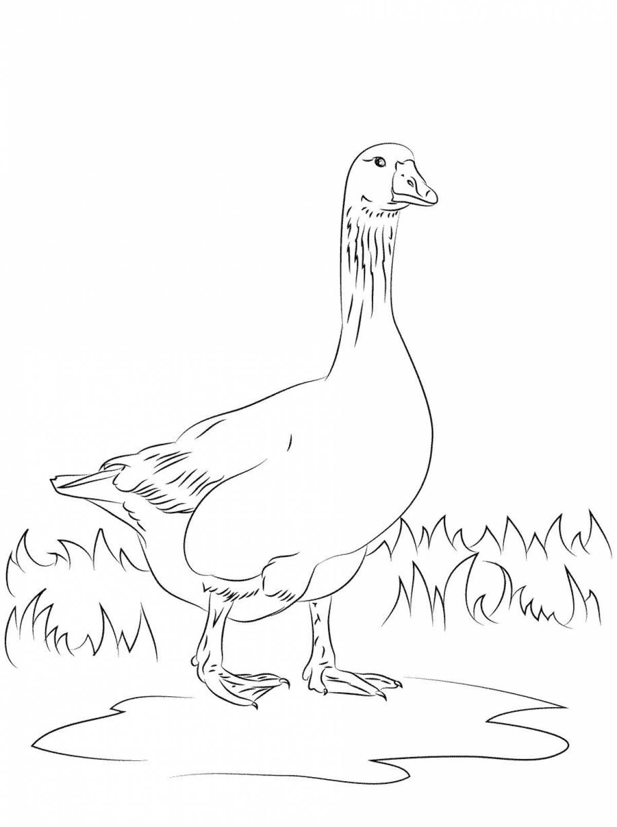 Photo Domestic goose