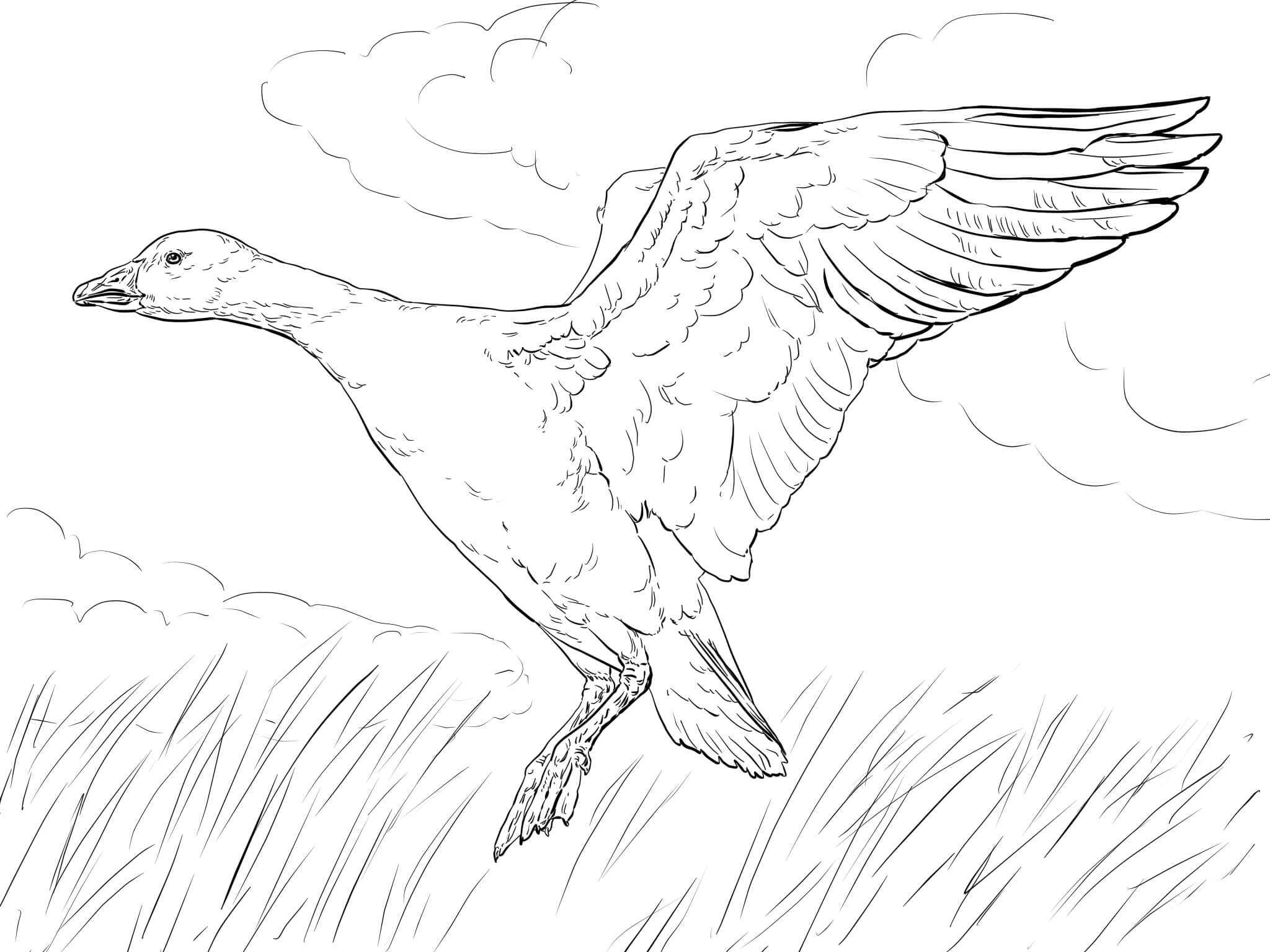 Goose drawing