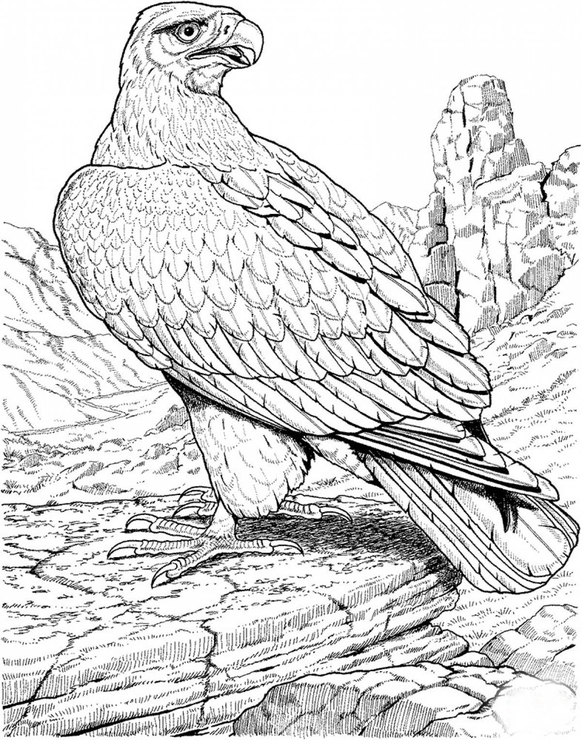 Photo Golden eagle coloring page