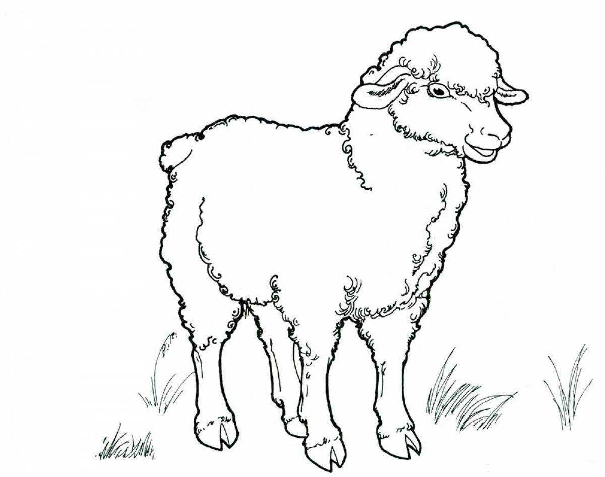 Фото Молодая овца