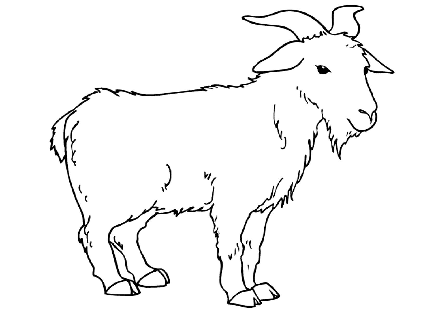 Goat with branched horns