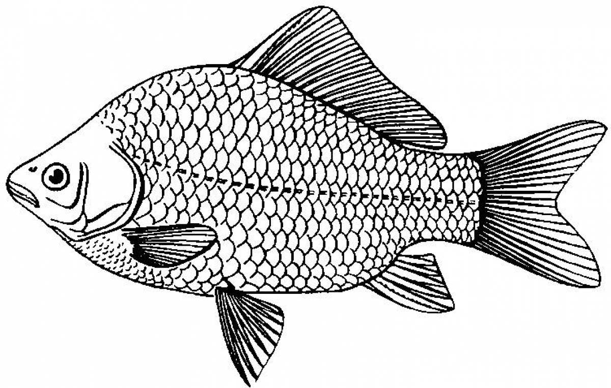 Carp coloring page