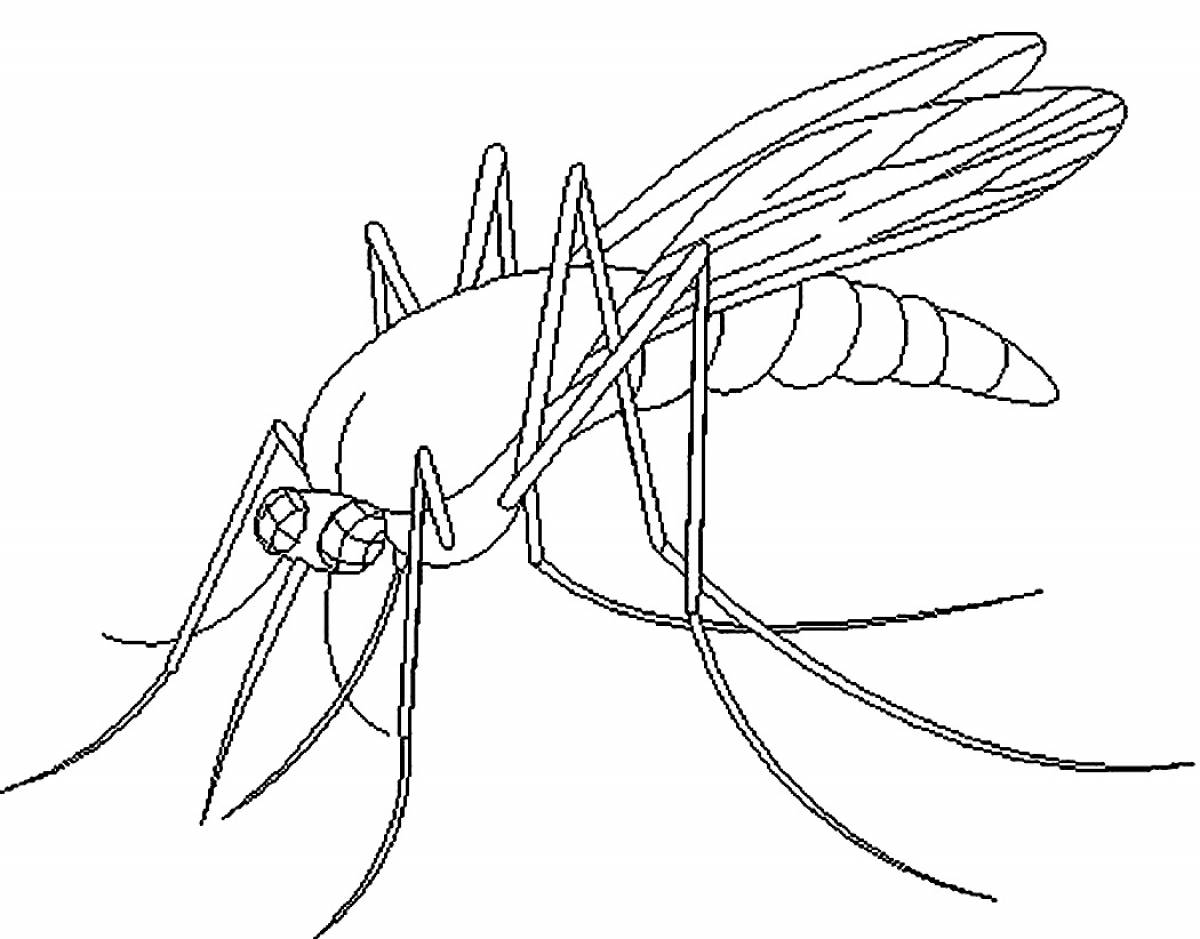 Photo Mosquito