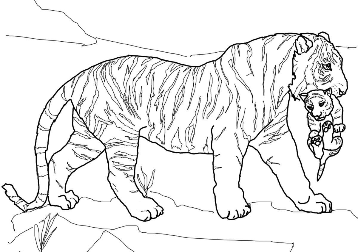 Tigress with a cub in her teeth