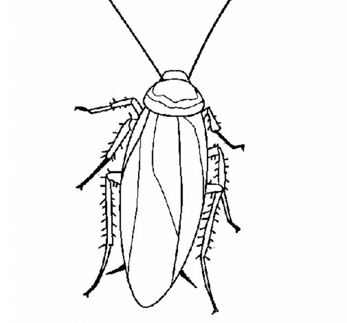 Red cockroach