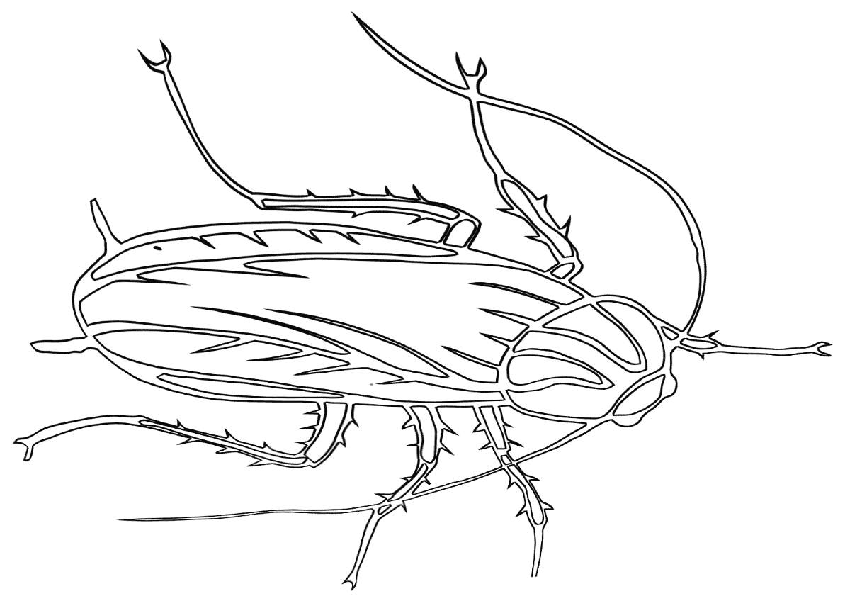 Photo Cockroach drawing
