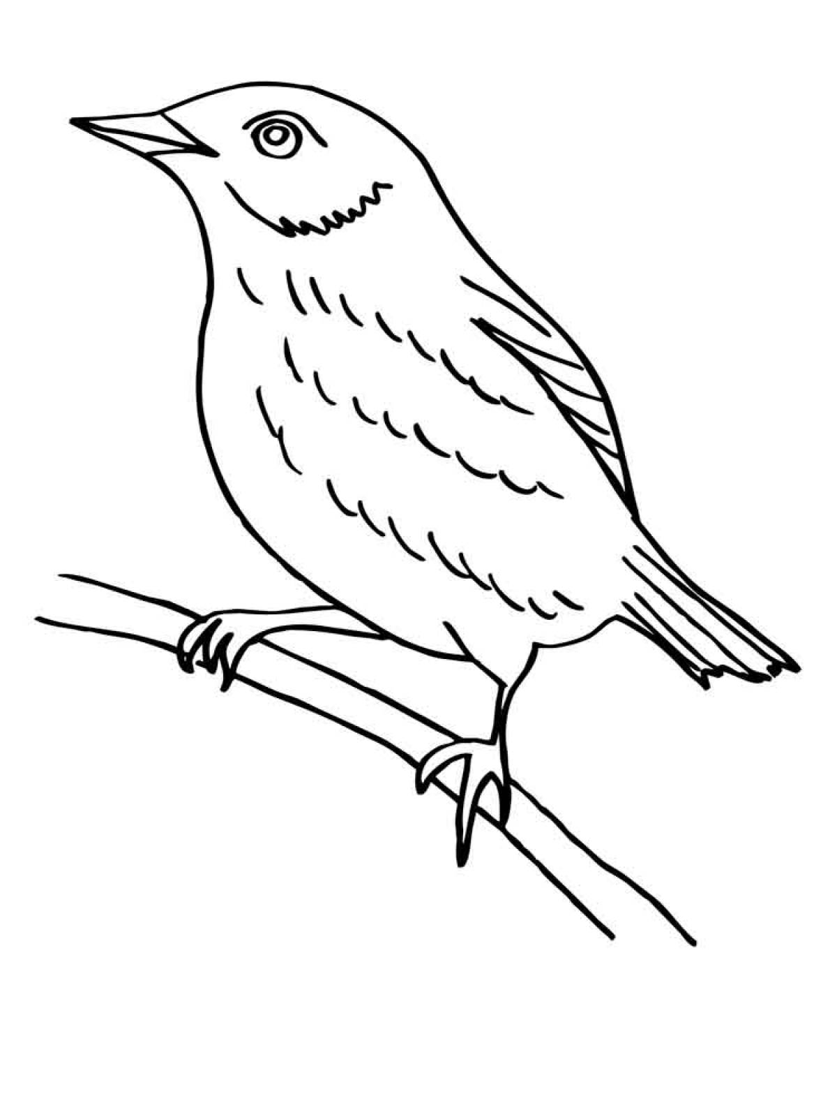 Thrush coloring page