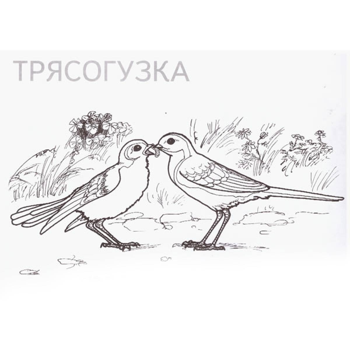 Wagtail coloring page