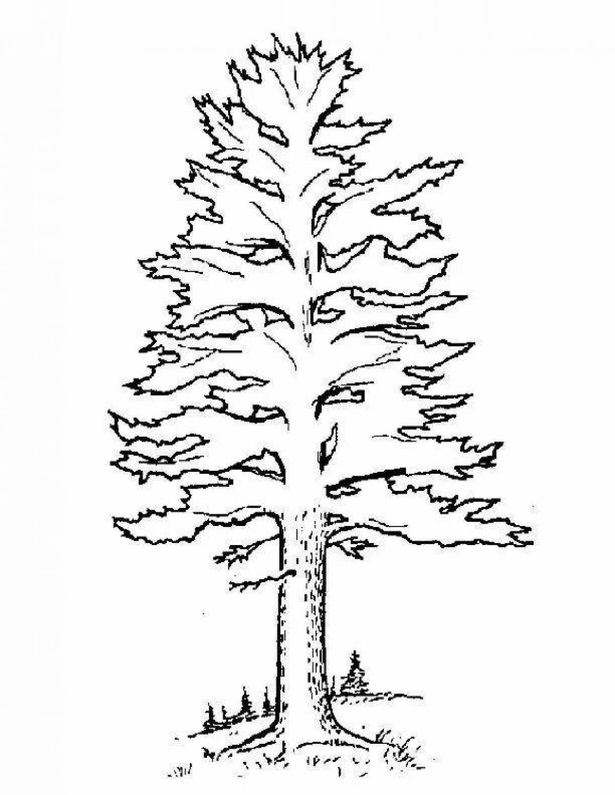 Раскраска кедр дерево