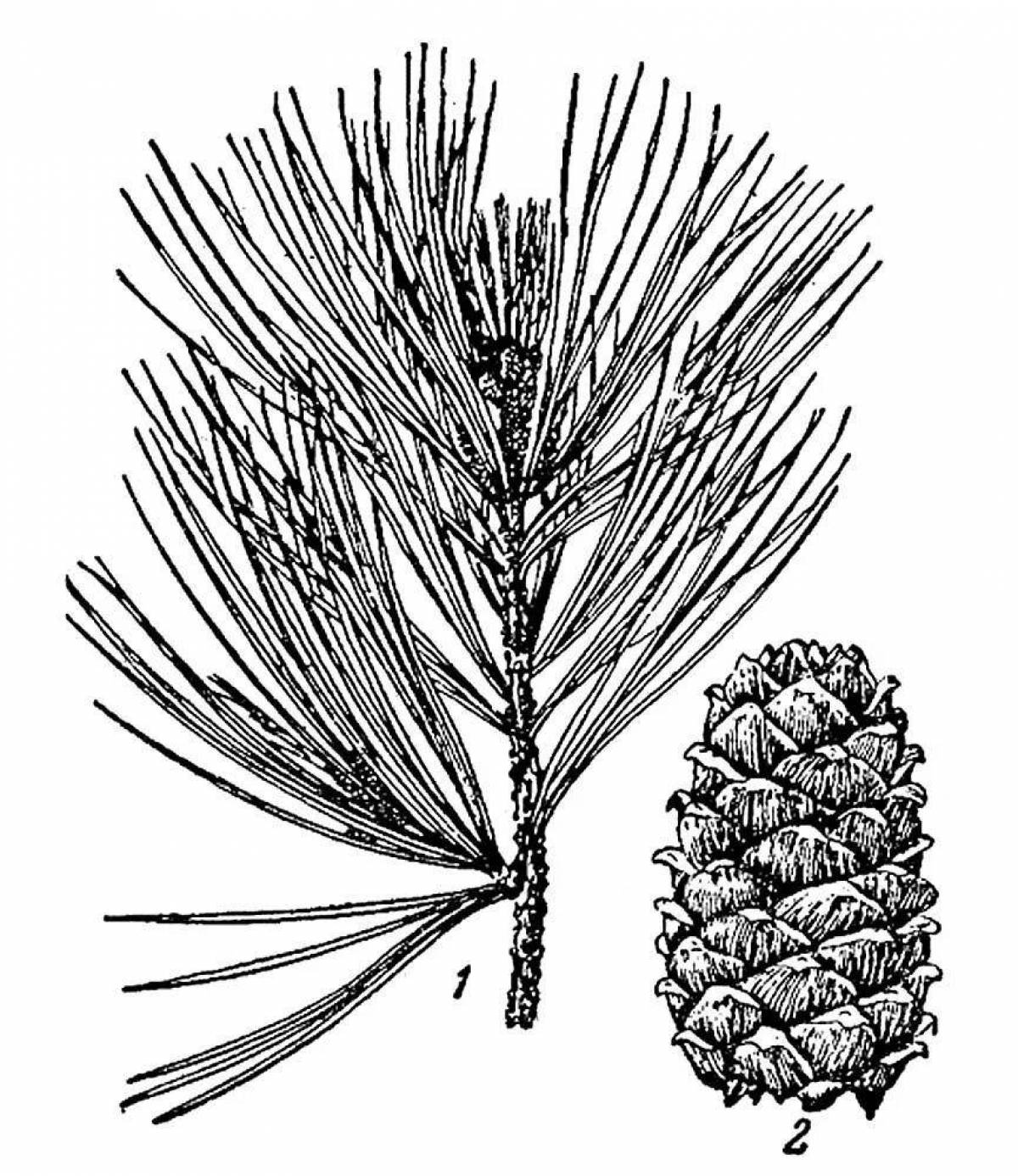 Рисунки шишек и хвои разных деревьев. Кедр Сибирский хвоинки. Хвоинки дерева сосна Кедровая. Сосна Сибирская хвоинки. Сосна Кедровая Сибирская шишка.