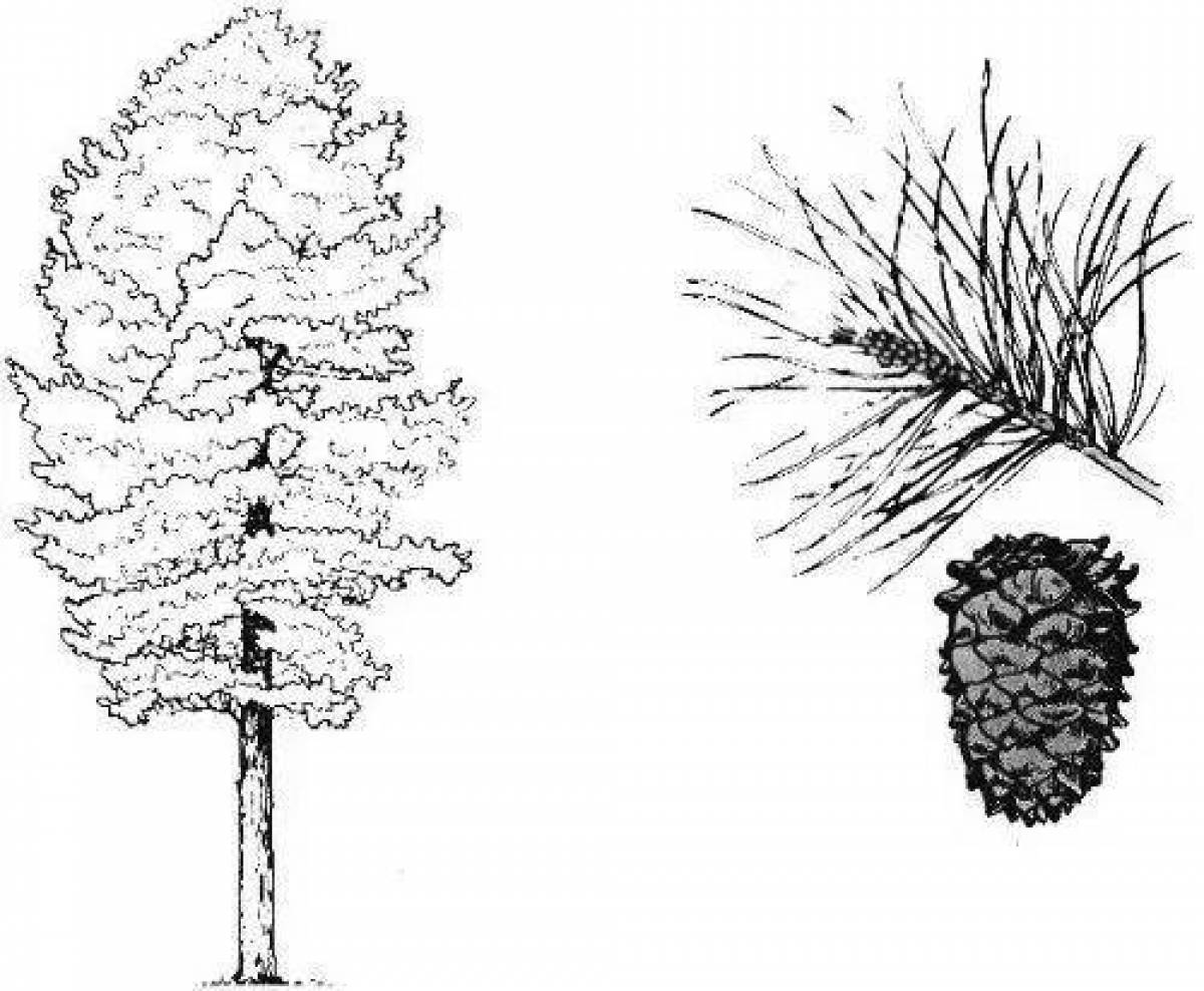 Покажи рисунок сосны. Кедр Сибирский рисунок. Сибирский кедр дерево рисунок. Сосна Кедровая нарисовать. Сосна Кедровая Сибирская нарисовать.