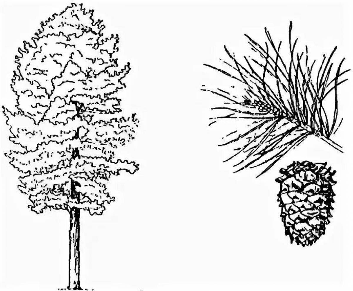 Сибирский кедр дерево рисунок