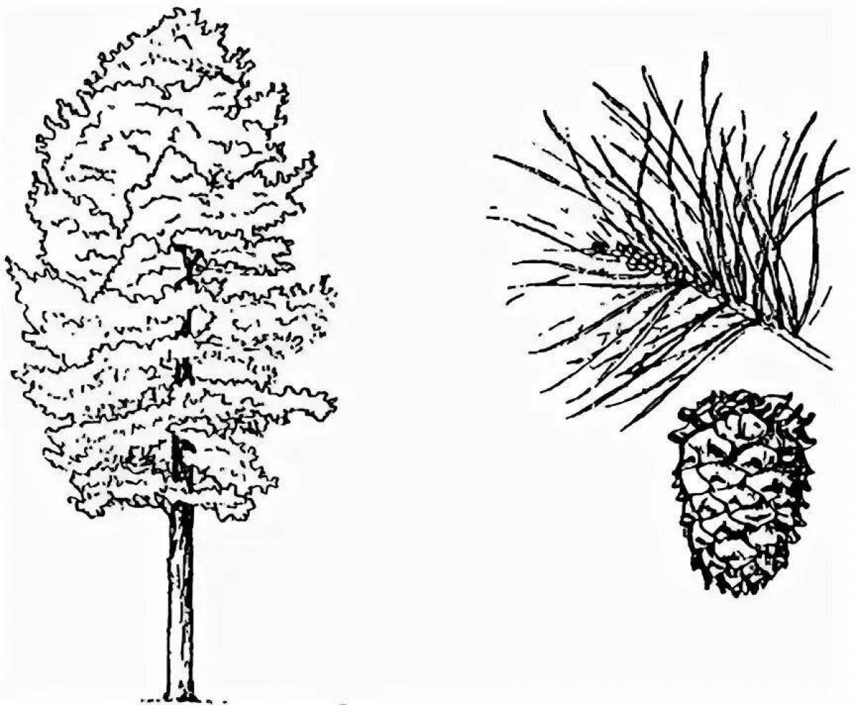 Сосна с шишками картинка для детей