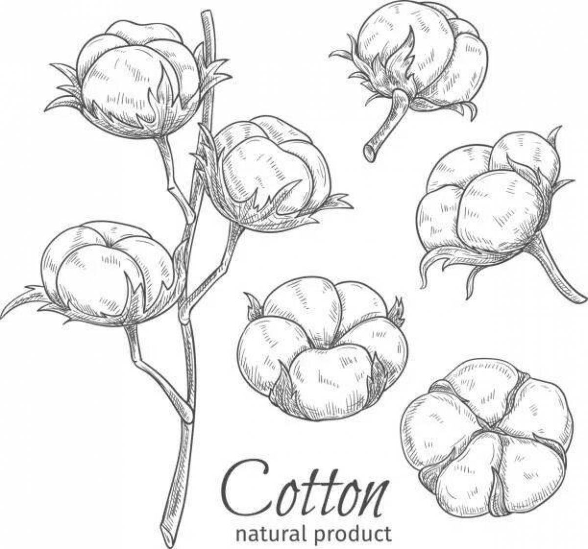 Cute cotton coloring page