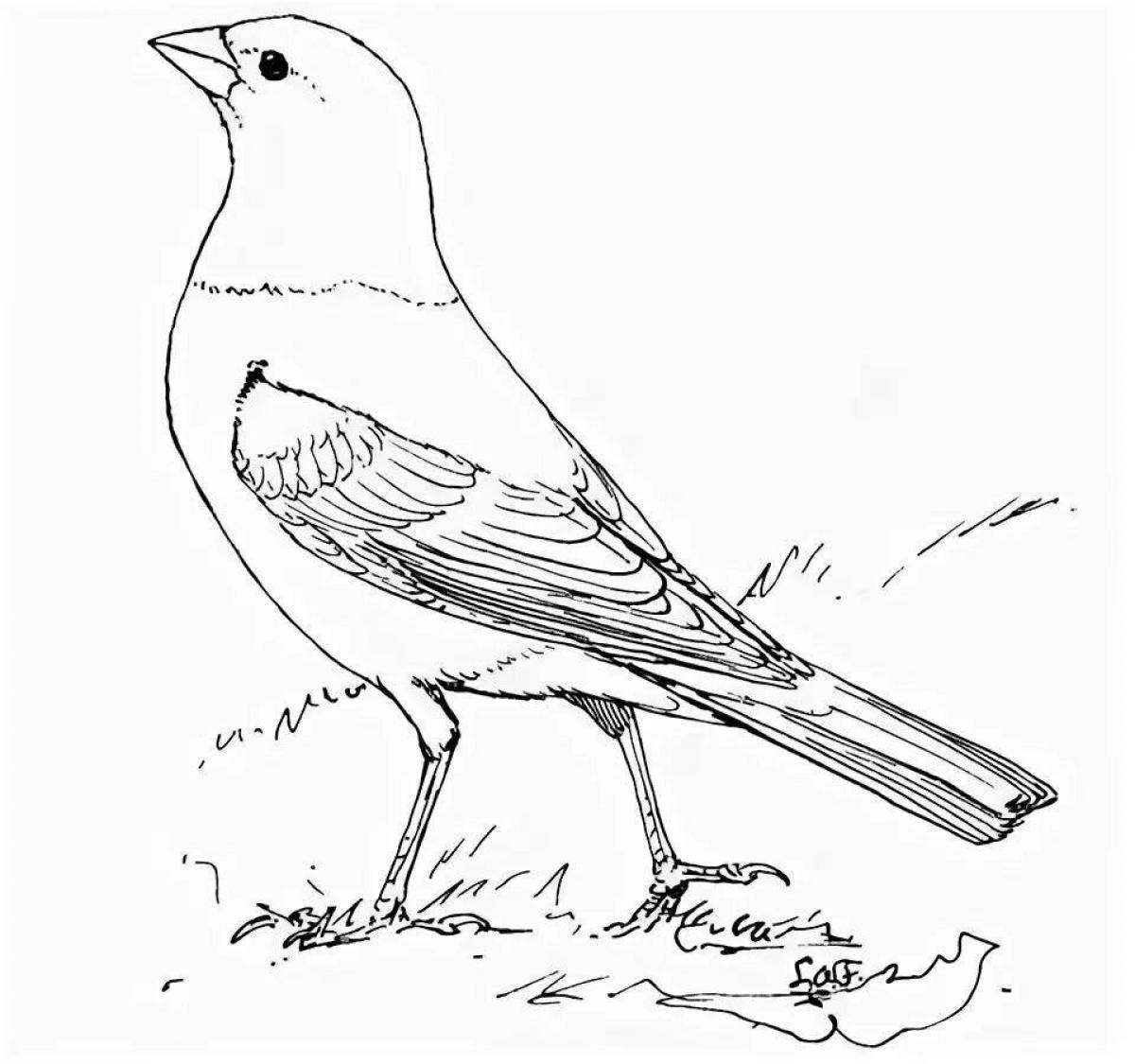 Playful orioles coloring page