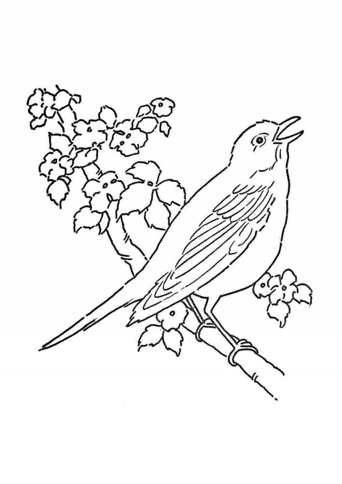 Charming oriole coloring book