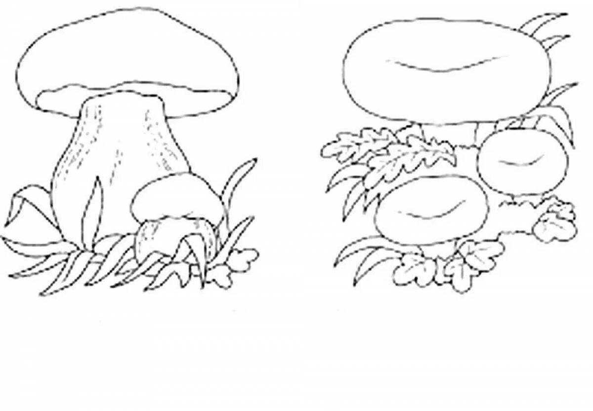 Рисунок грибов 6 класс