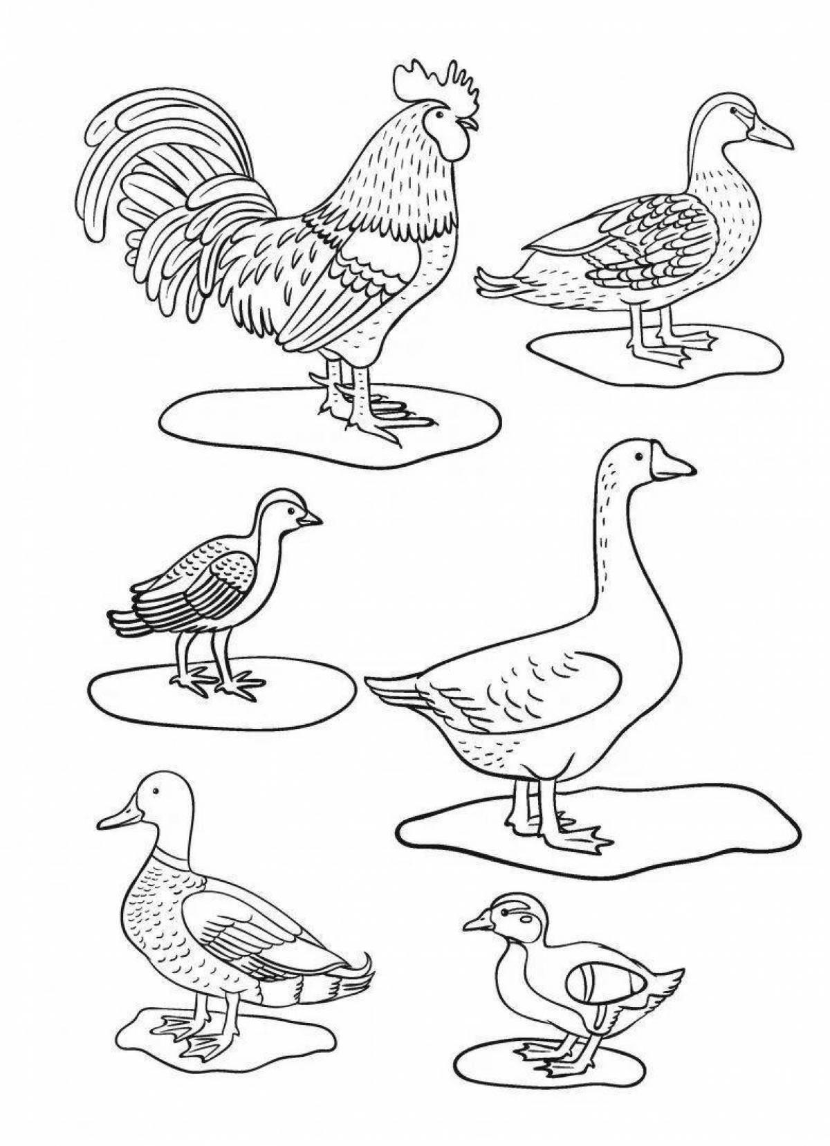 Color-vivid үy құstary coloring page