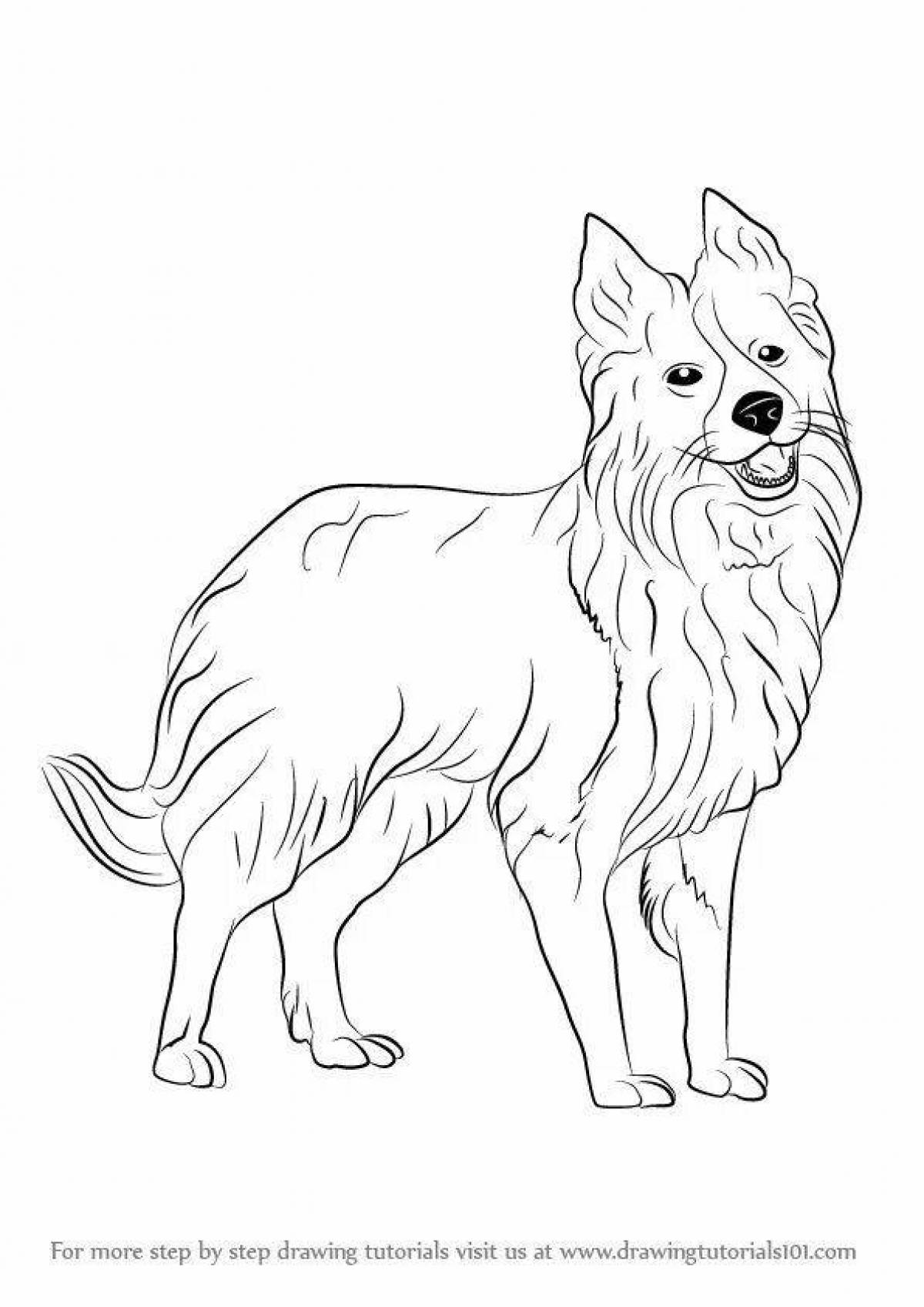 Loving border collie coloring page