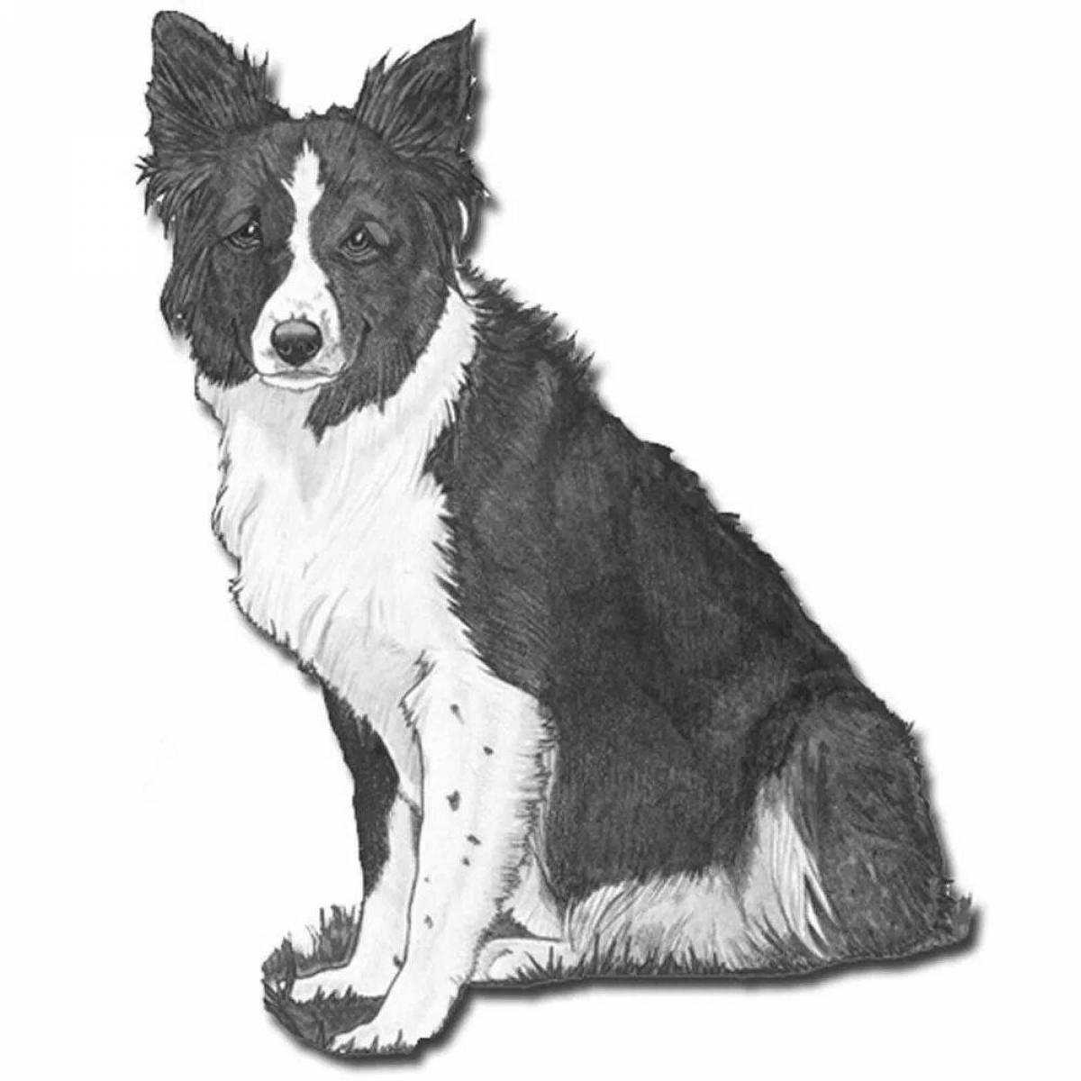 Border collie coloring page live