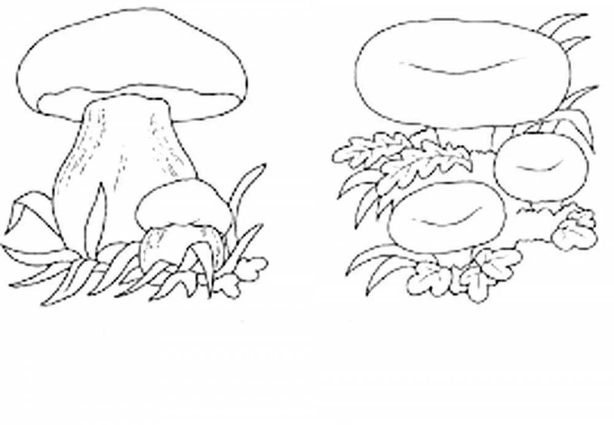 Фото Яркая раскраска съедобные грибы