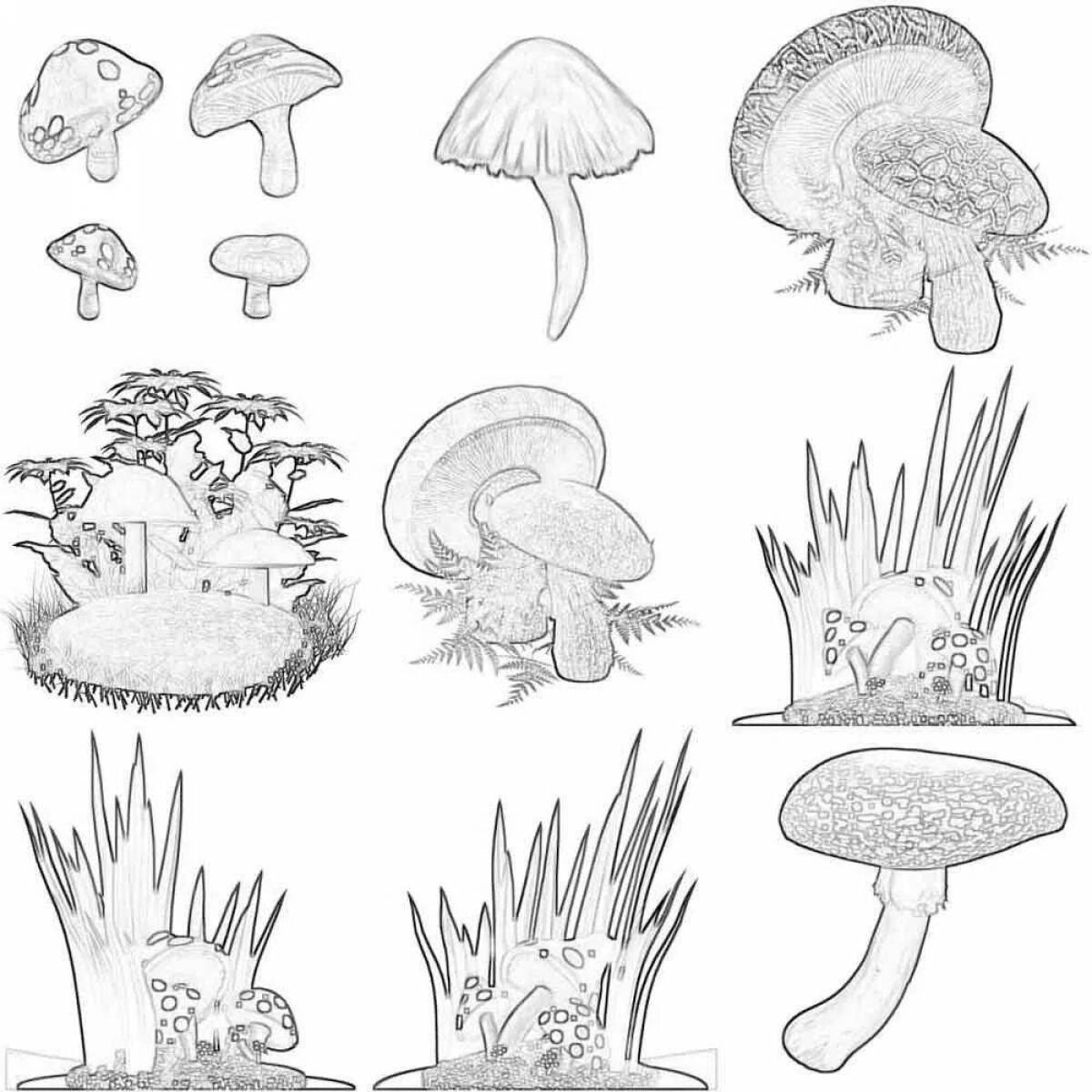 Фото Восхитительная раскраска съедобные грибы